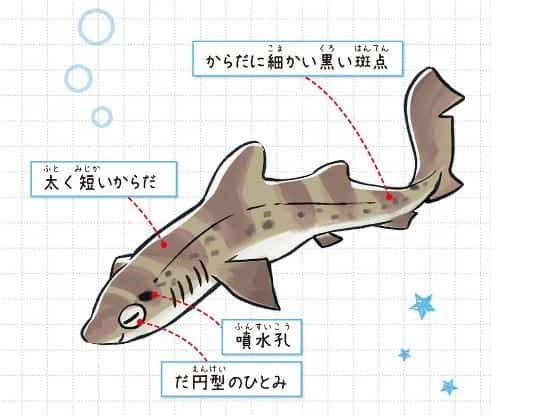 ドチザメ