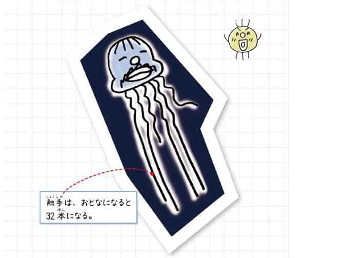 ニジクラゲ
