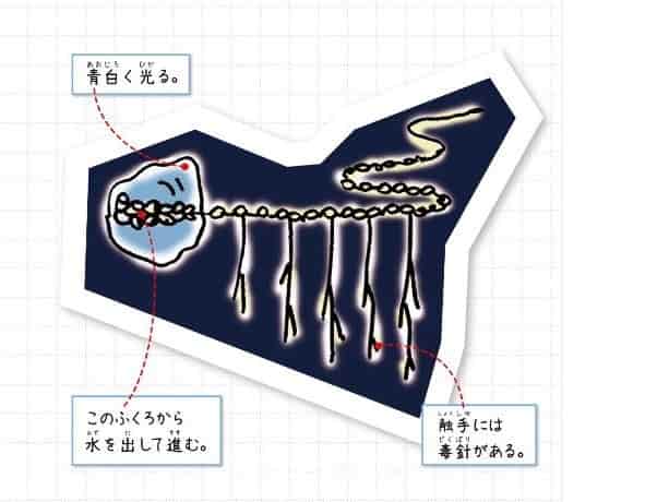 マヨイアイオイクラゲ
