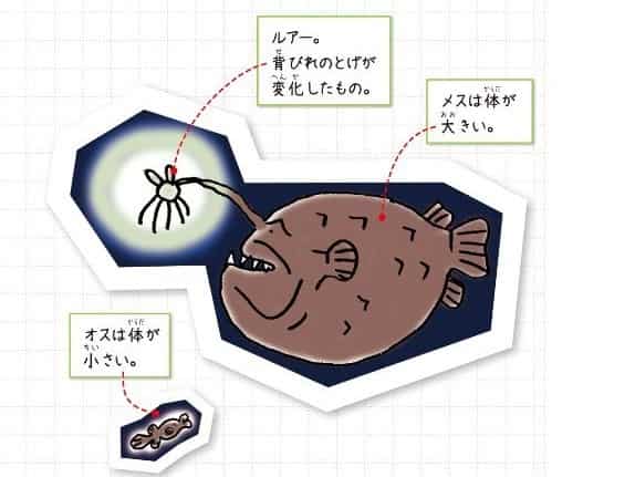 チョウチンアンコウ