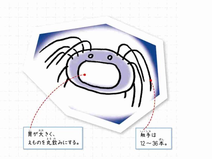 カッパクラゲ