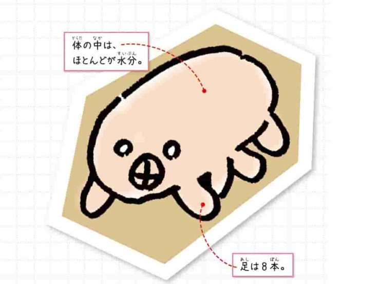 クマナマコ