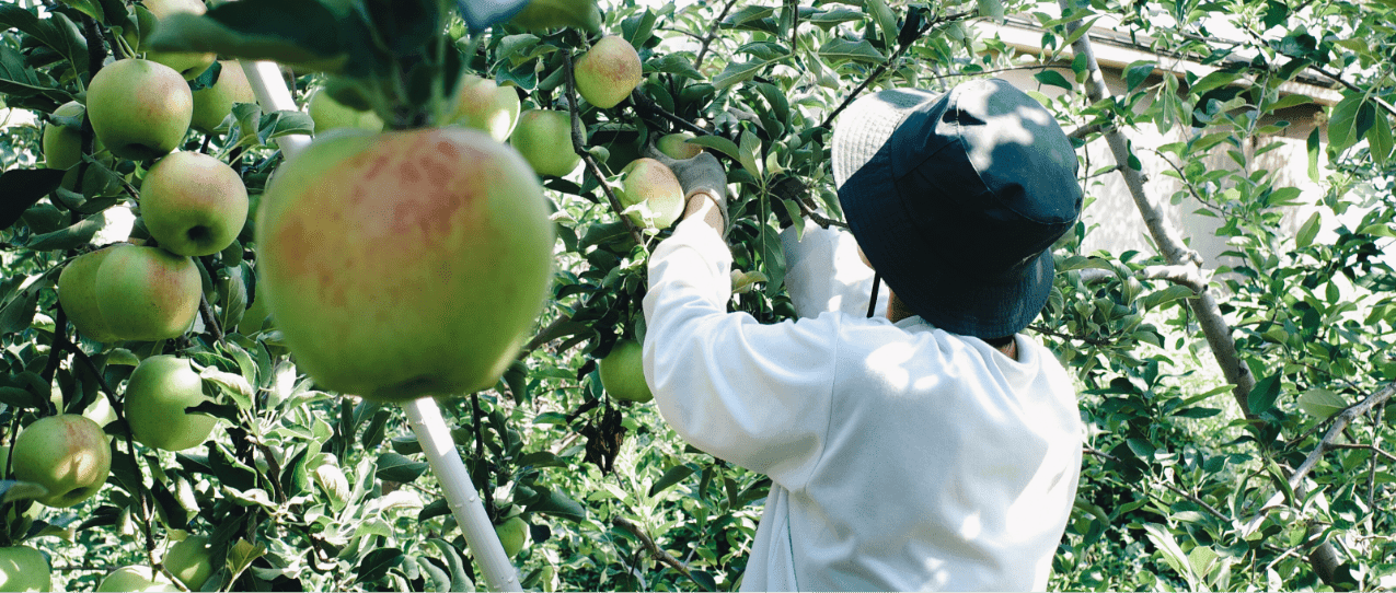 8:30　フルーツ収穫体験