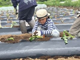 畑でさつまいもの苗に土をかける様子
