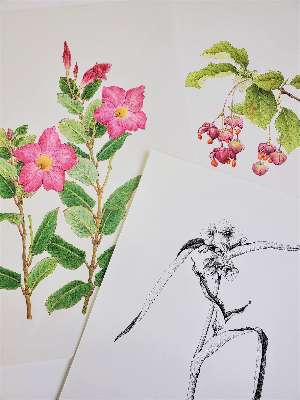 植物細密画 鉛筆画 点描画 彩色画 道新文化センター
