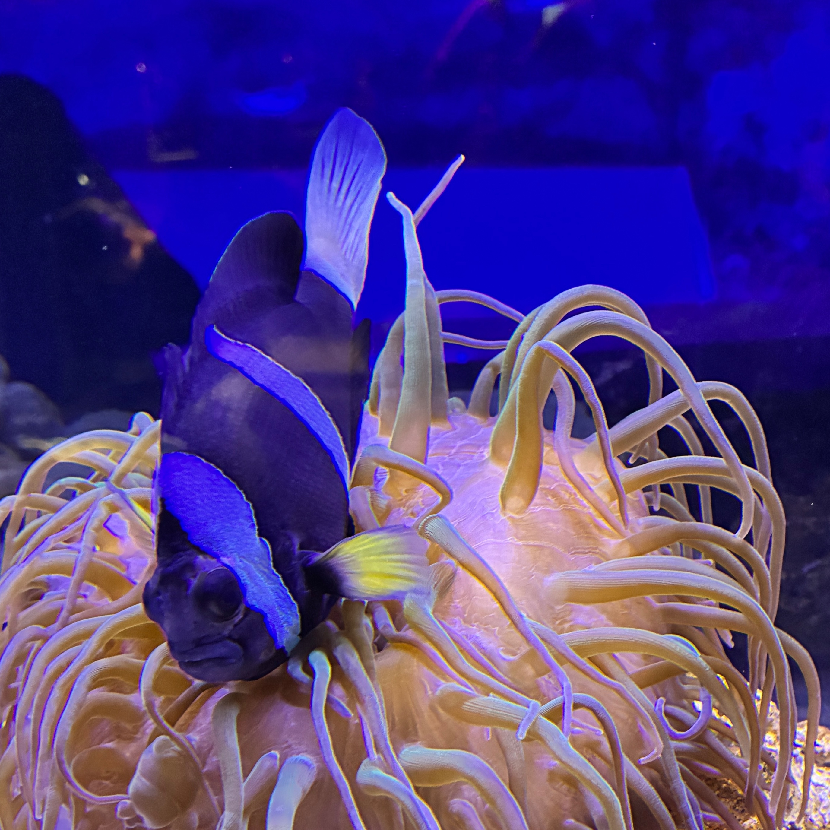 VECTOR BREWING TOMCAT HAZY IPA｜DREAMBEER(ドリームビア)