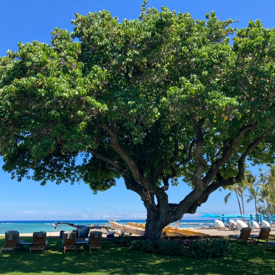 ホップガーデンブルワリー HOPJAPAN White｜DREAMBEER(ドリームビア)