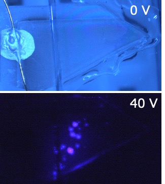 藤原英樹教授が共同研究の成果を応用物理学会で発表しました