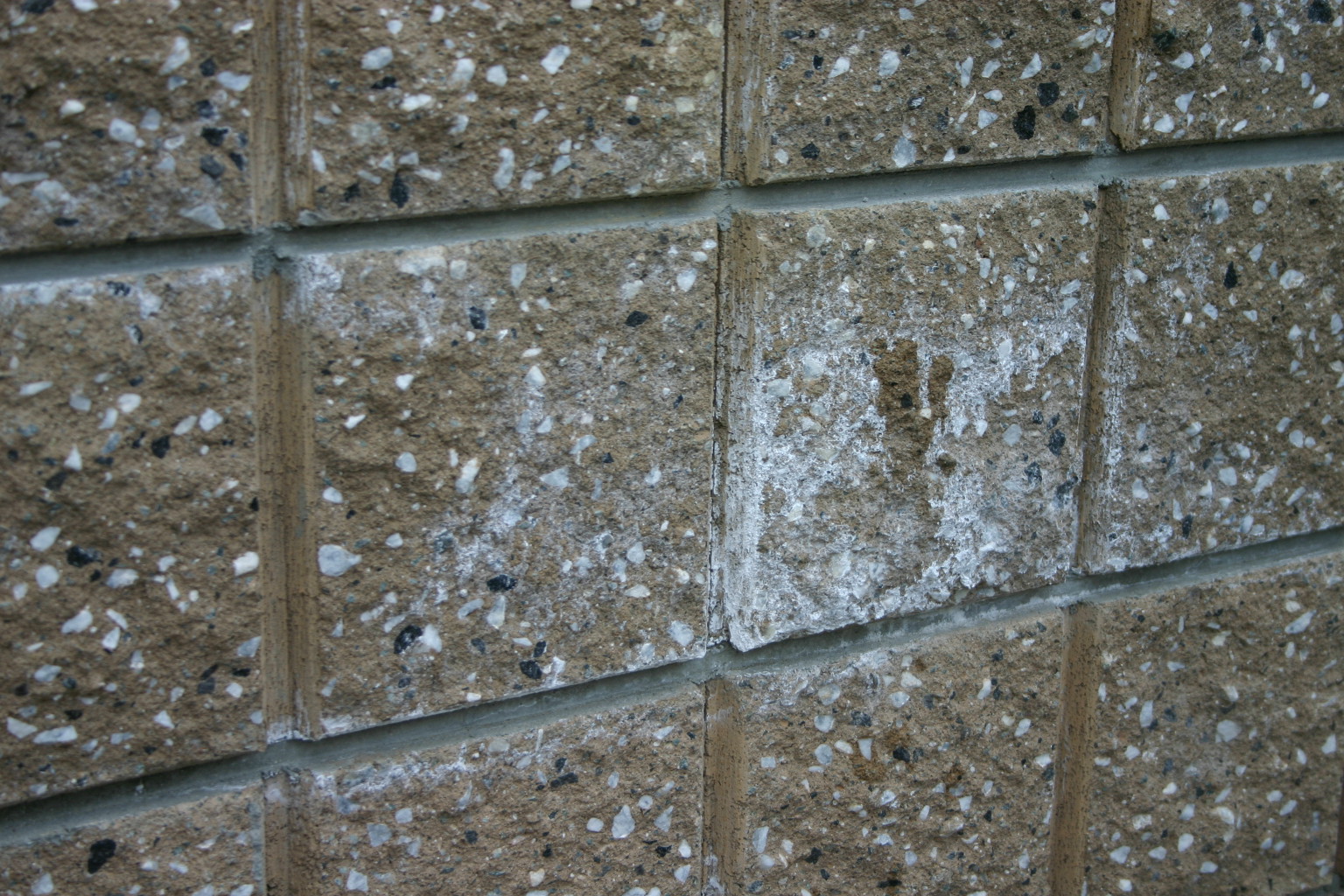 白華現象 白華現象