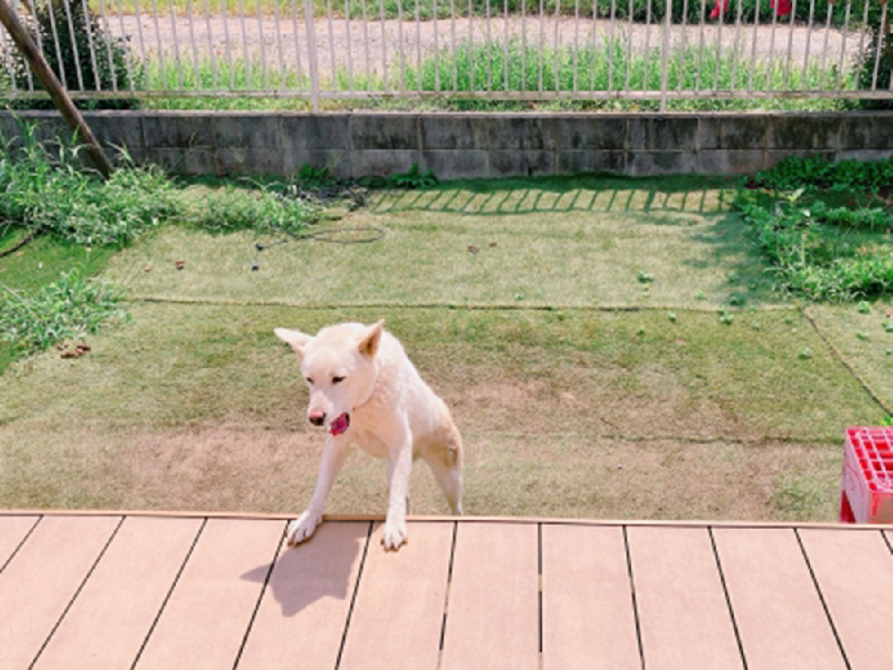 ウッドデッキ 犬 ウッドデッキ 犬