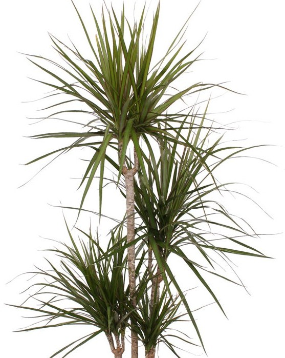 ドラセナ ドラセナ