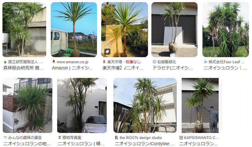 ニオイシュラン