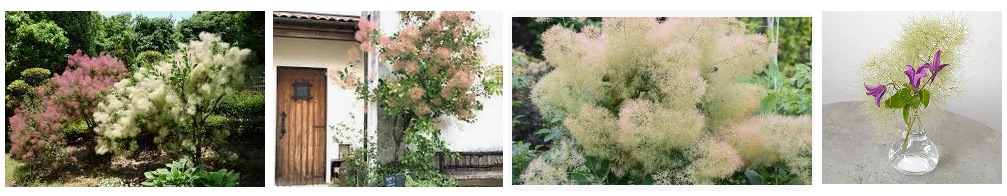 スモークツリー スモークツリー