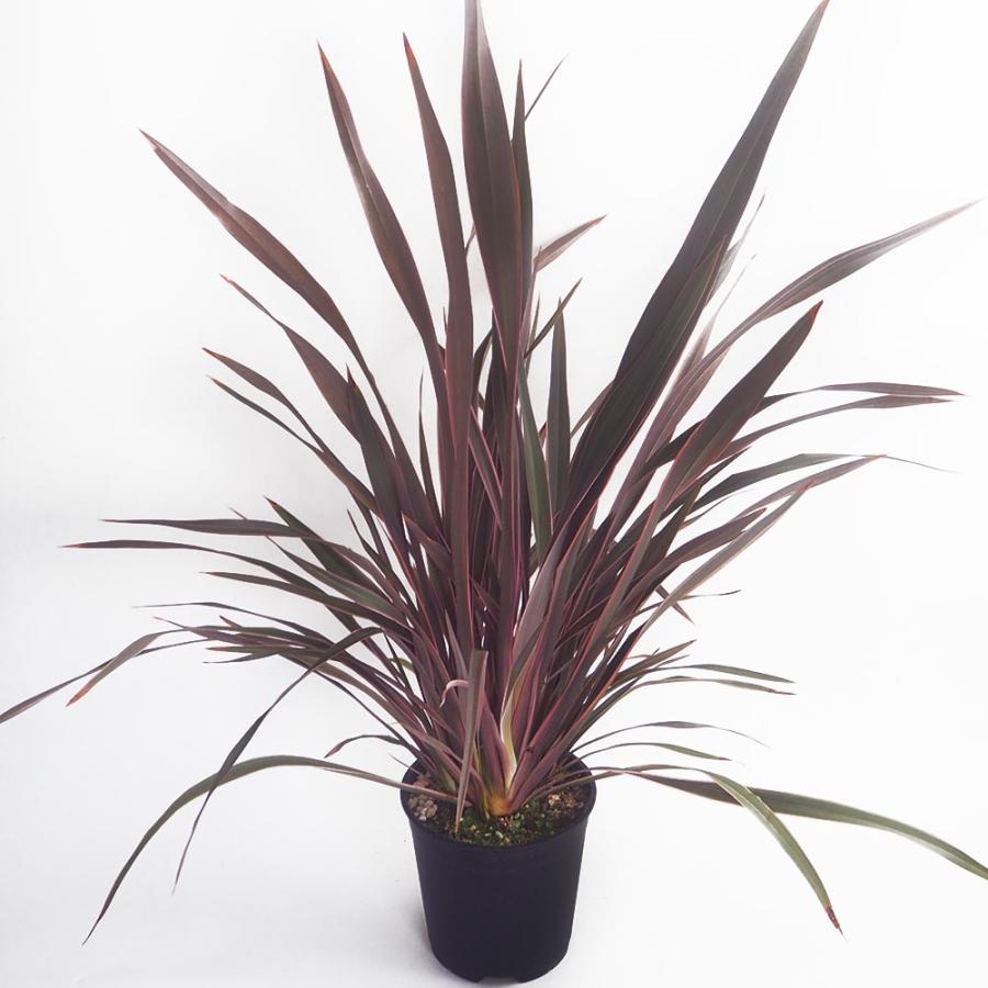 ニューサイラン ニューサイラン