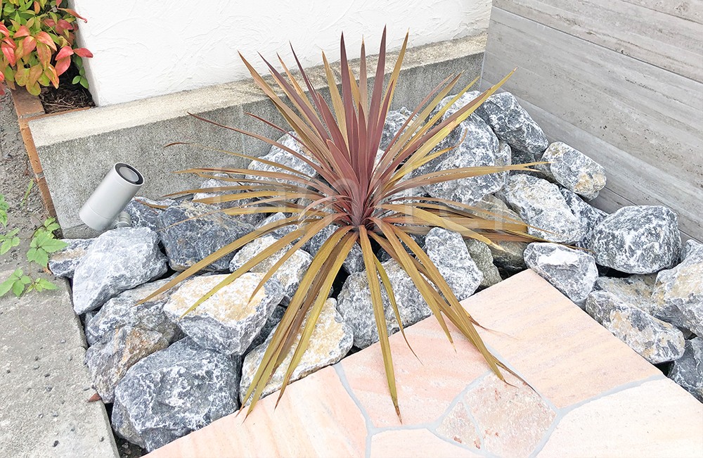 コルジリネ TOP画像 コルジリネ TOP画像