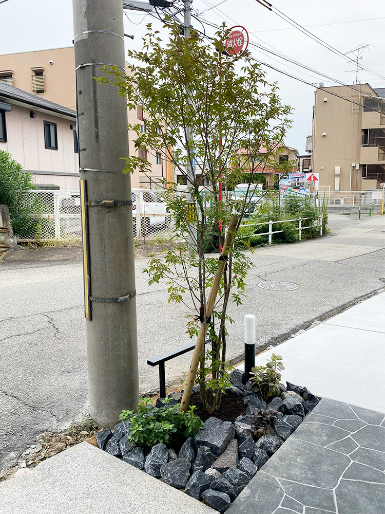 ファミリー庭園兵庫店 展示 シンボルツリー.jpg ファミリー庭園兵庫店 展示 シンボルツリー.jpg