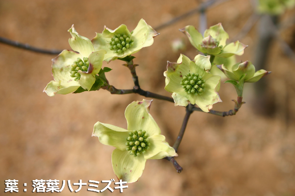 ハナミズキの葉 ハナミズキの葉