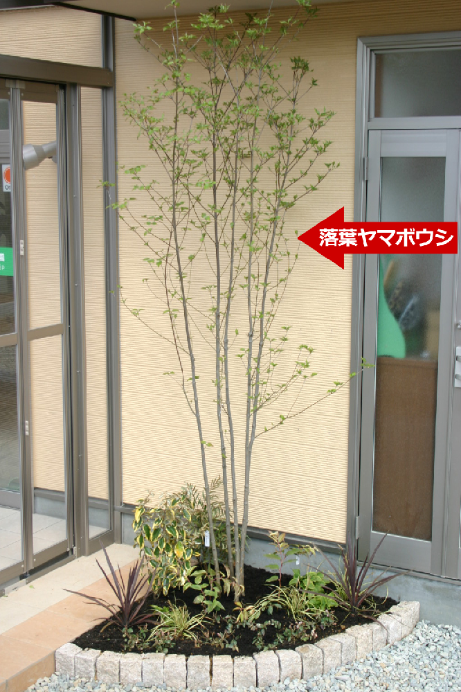 ヤマボウシ ヤマボウシ