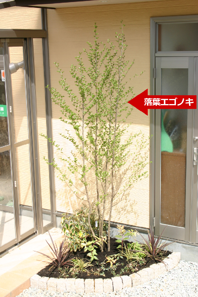 知っておくべきシンボルツリー＋下草セット 植込み付 詳細｜庭