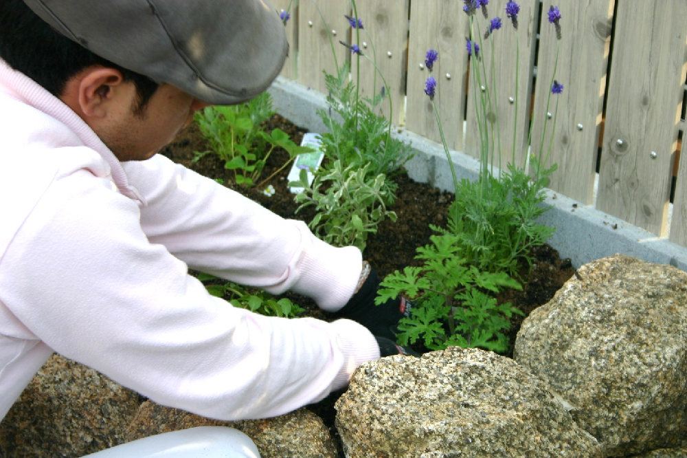 キッチンガーデン植栽 キッチンガーデン植栽