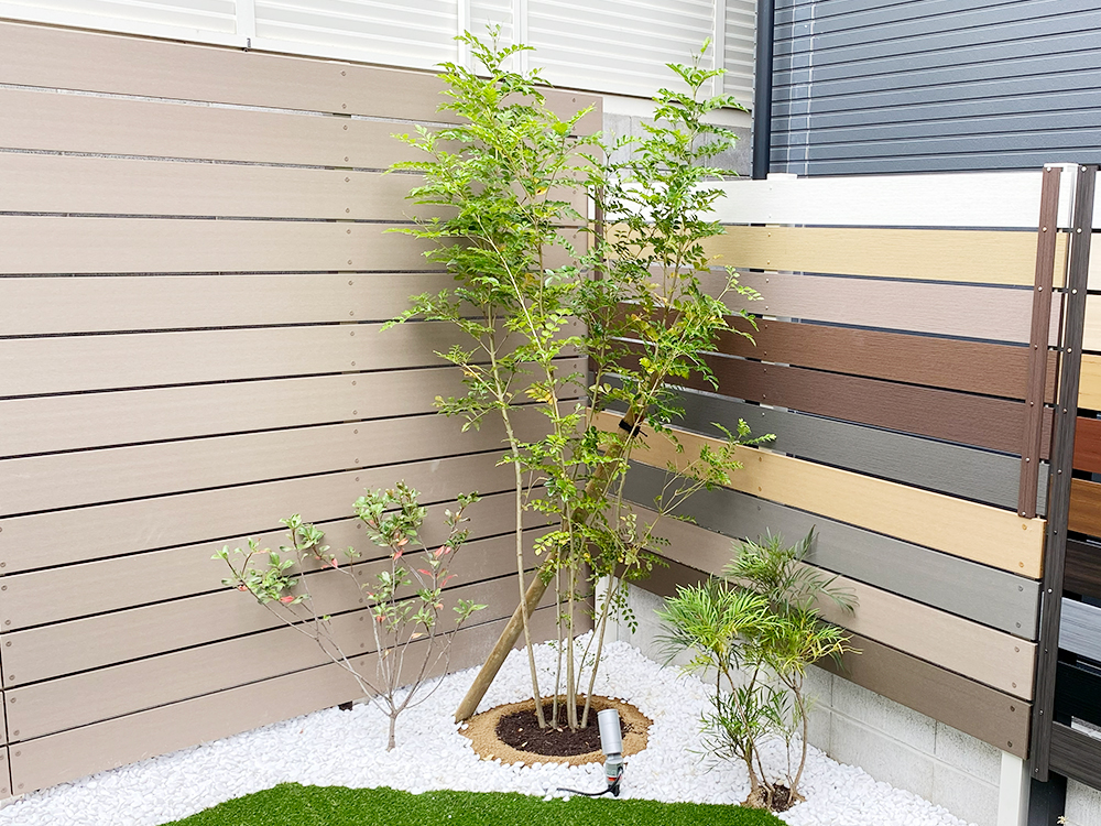 ファミリー庭園兵庫店 展示 シンボルツリー シマトネリコ ファミリー庭園兵庫店 展示 シンボルツリー シマトネリコ