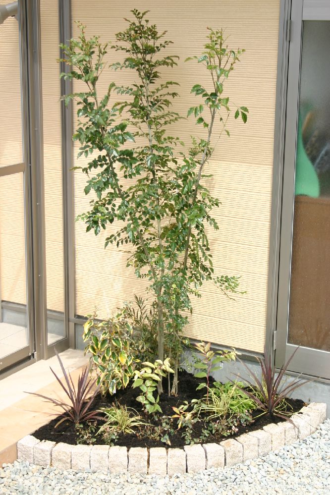 知っておくべきシンボルツリー 植込み付 詳細｜庭・シンボルツリー