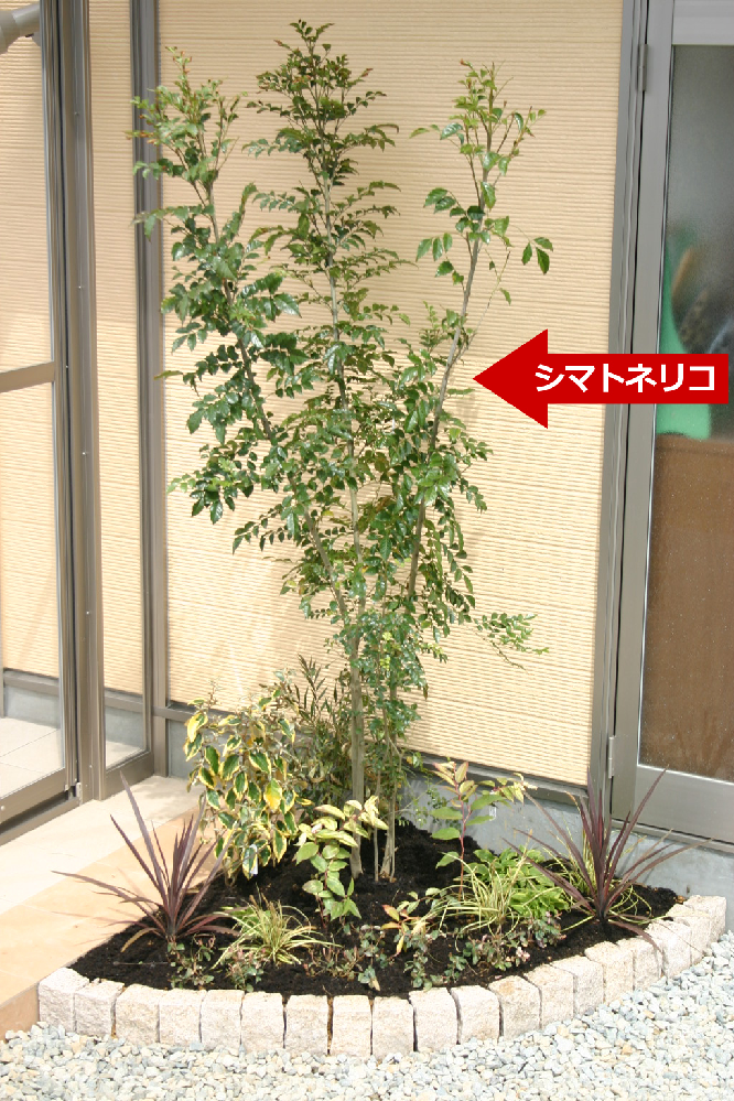 知っておくべきシンボルツリー 植込み付 詳細｜庭・シンボルツリー