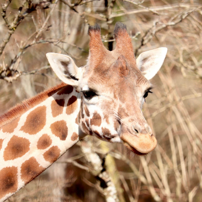 🦒🎉