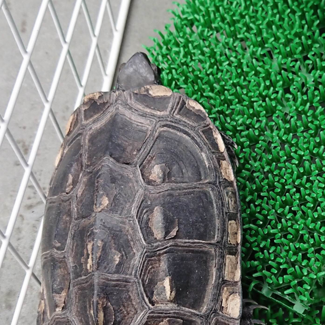 🐢🍈🍞