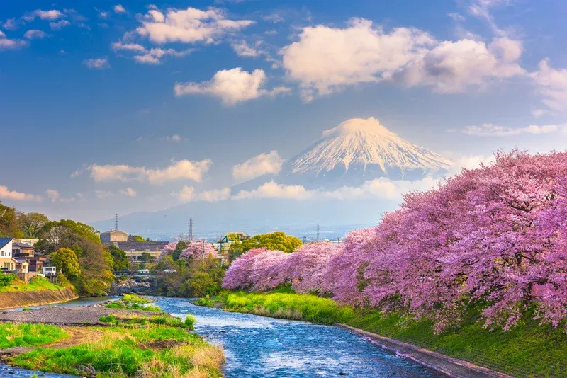 Spring Arrives Early: The Charm of Kawazu Cherry Blossoms and How