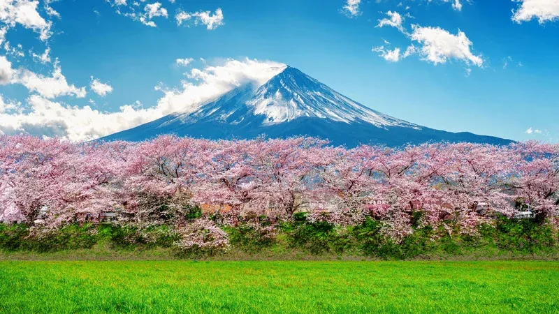 Sakura様確認用 CHERRY BLOSSOM] Sakura Viewing in Japan: Planning Your Spring Trip