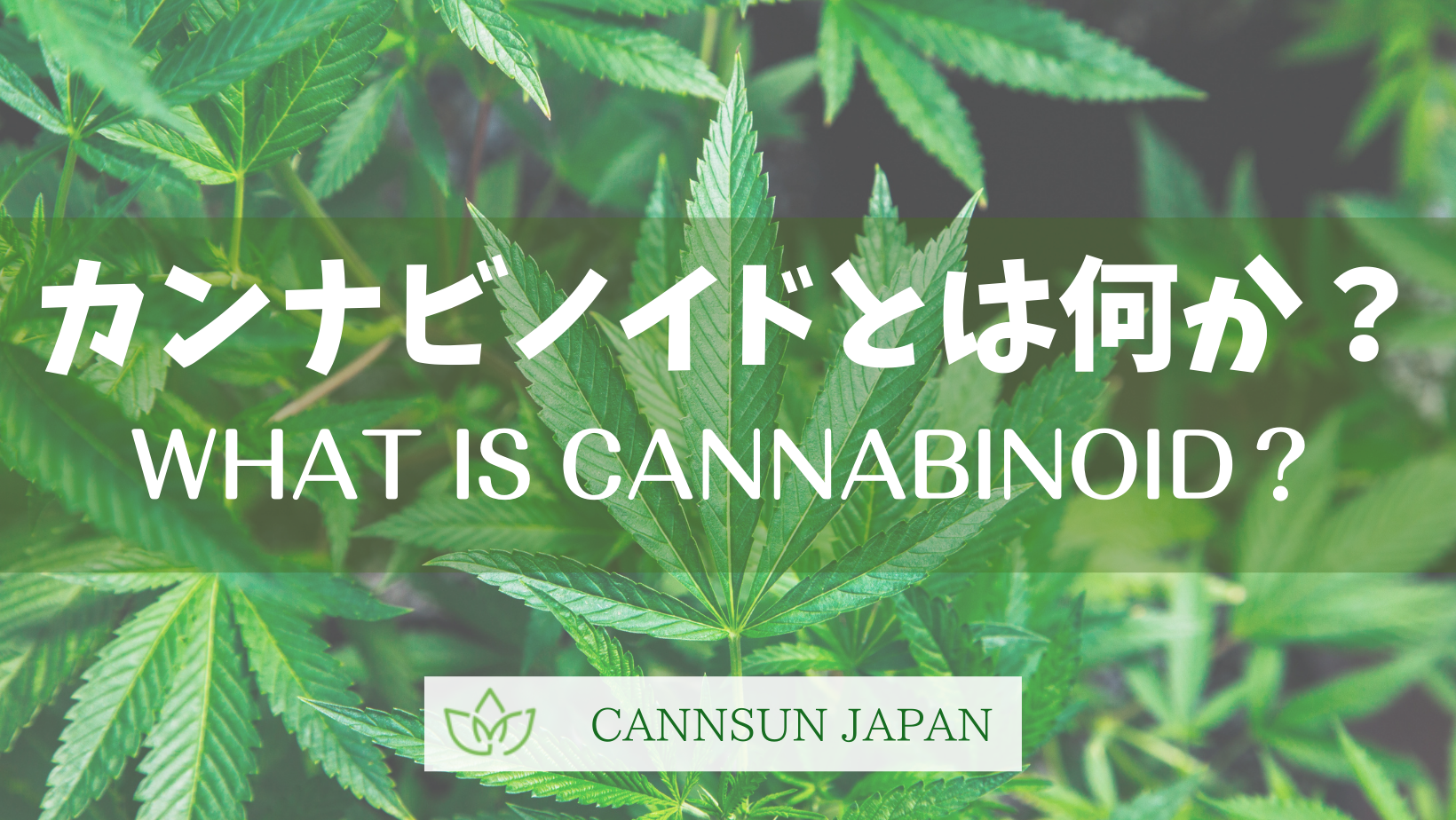 003　第１章「大麻」とは　その3　カンナビノイドとは？　Chapter1 : What is cannabis  Part3 : What is canabinoid?