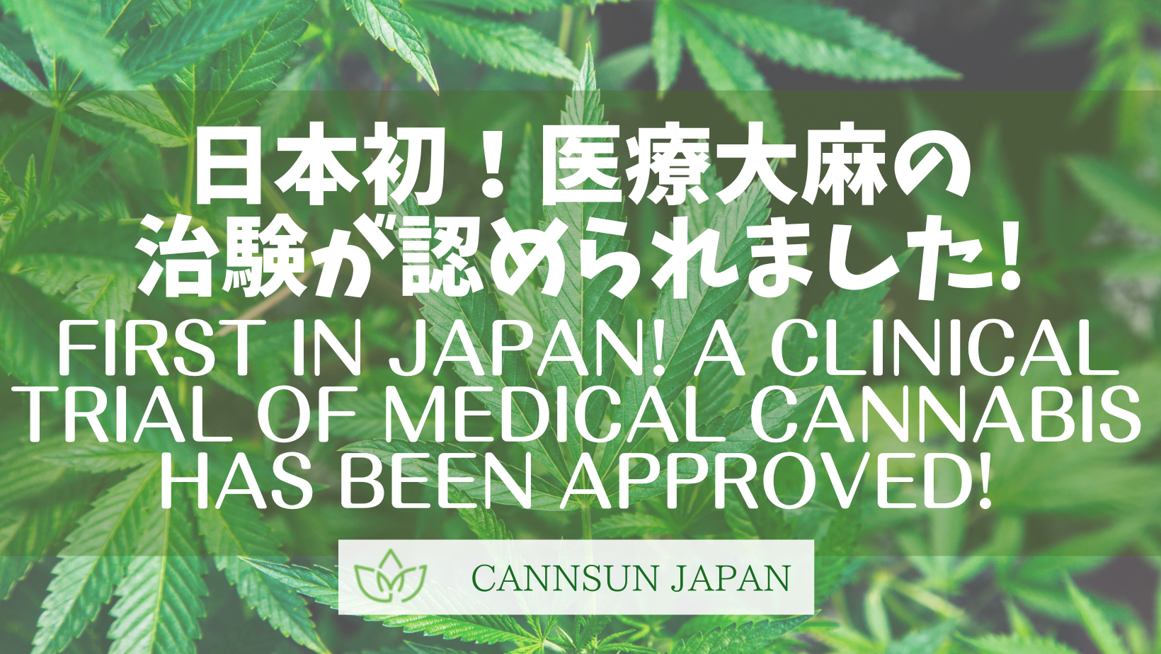 日本発！医療大麻の治験が認められました！　 First in Japan! A clinical trial of medical cannabis has been approved!