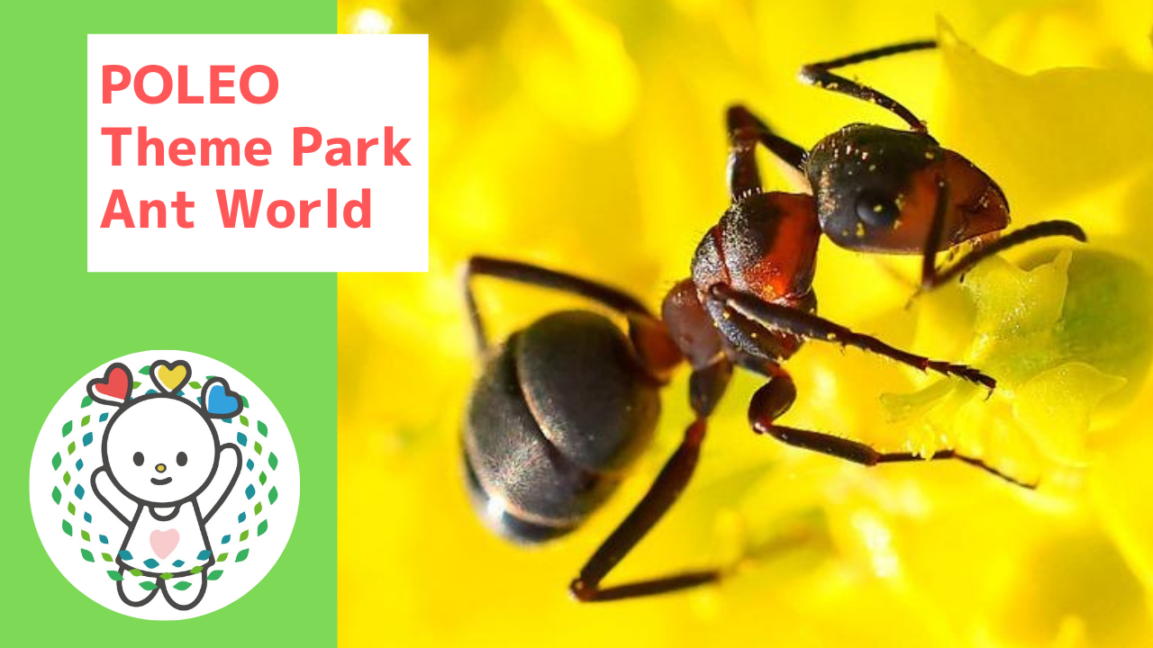 POLEO Theme Park, Ant World