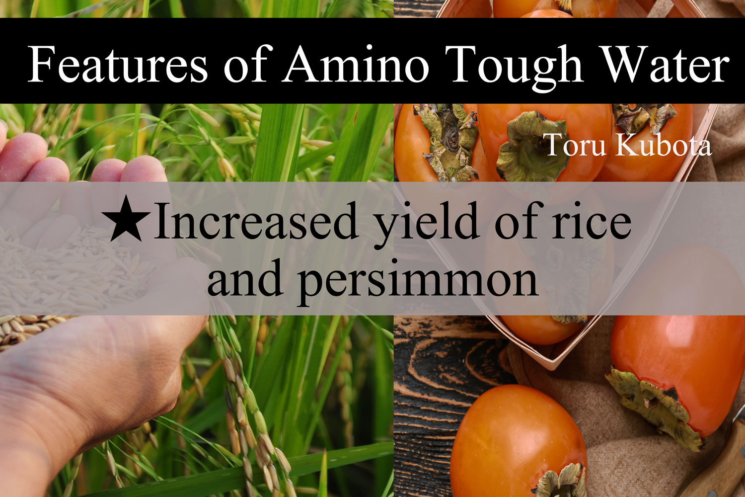 The yield of rice has doubled, and the size of persimmon has doubled.