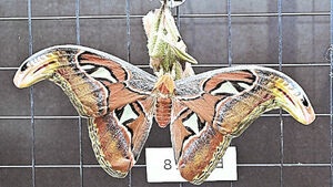 国内最大級のガ「ヨナグニサン」が成虫に　猪苗代町・カワセミ水族館