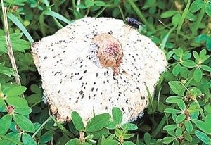 毒キノコ「オオシロカラカサタケ」　いわきで確認相次ぐ　福島県外では食中毒の事例も