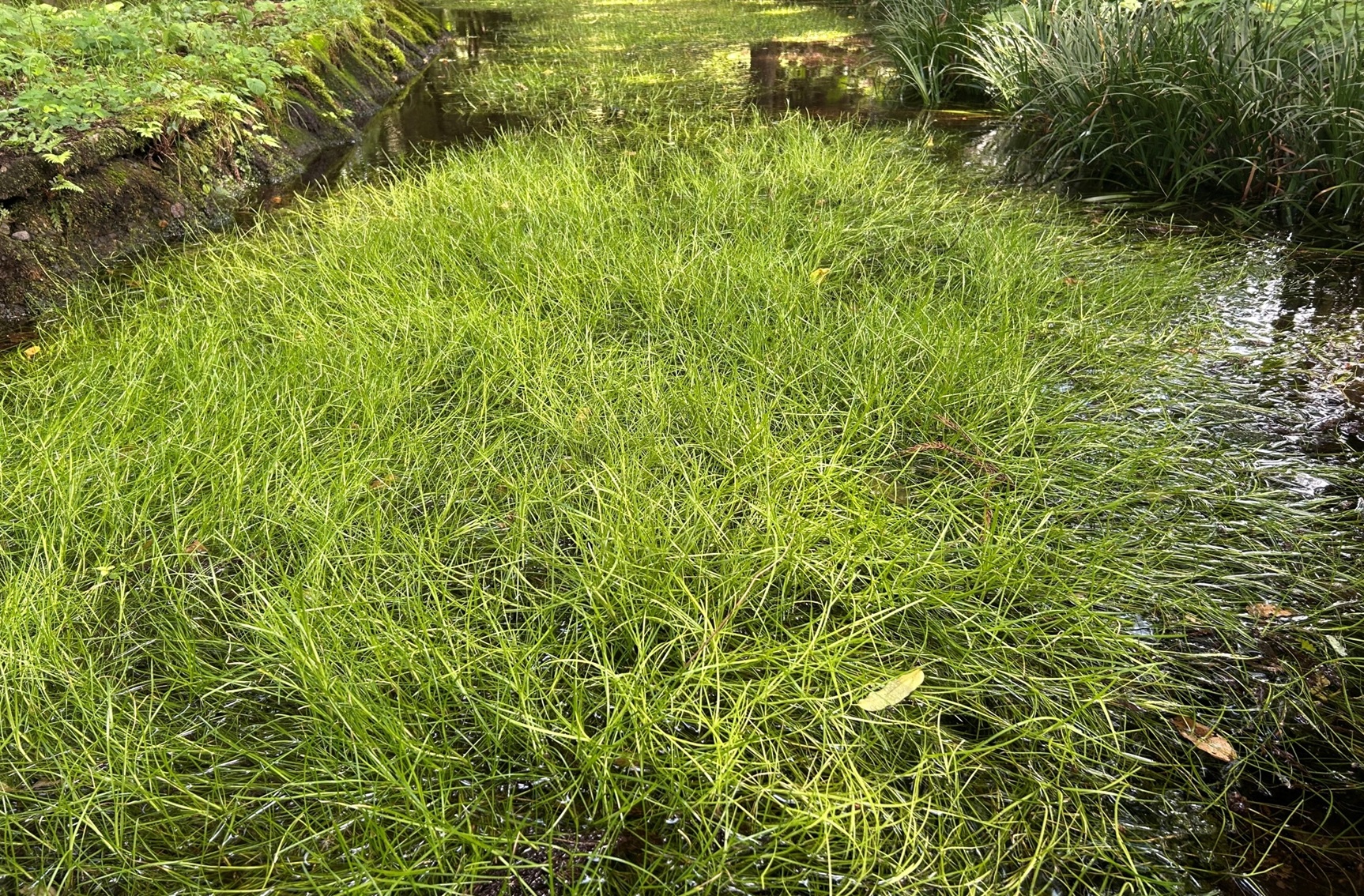 白河の水草「ビャッコイ」自生地　国天然記念物に