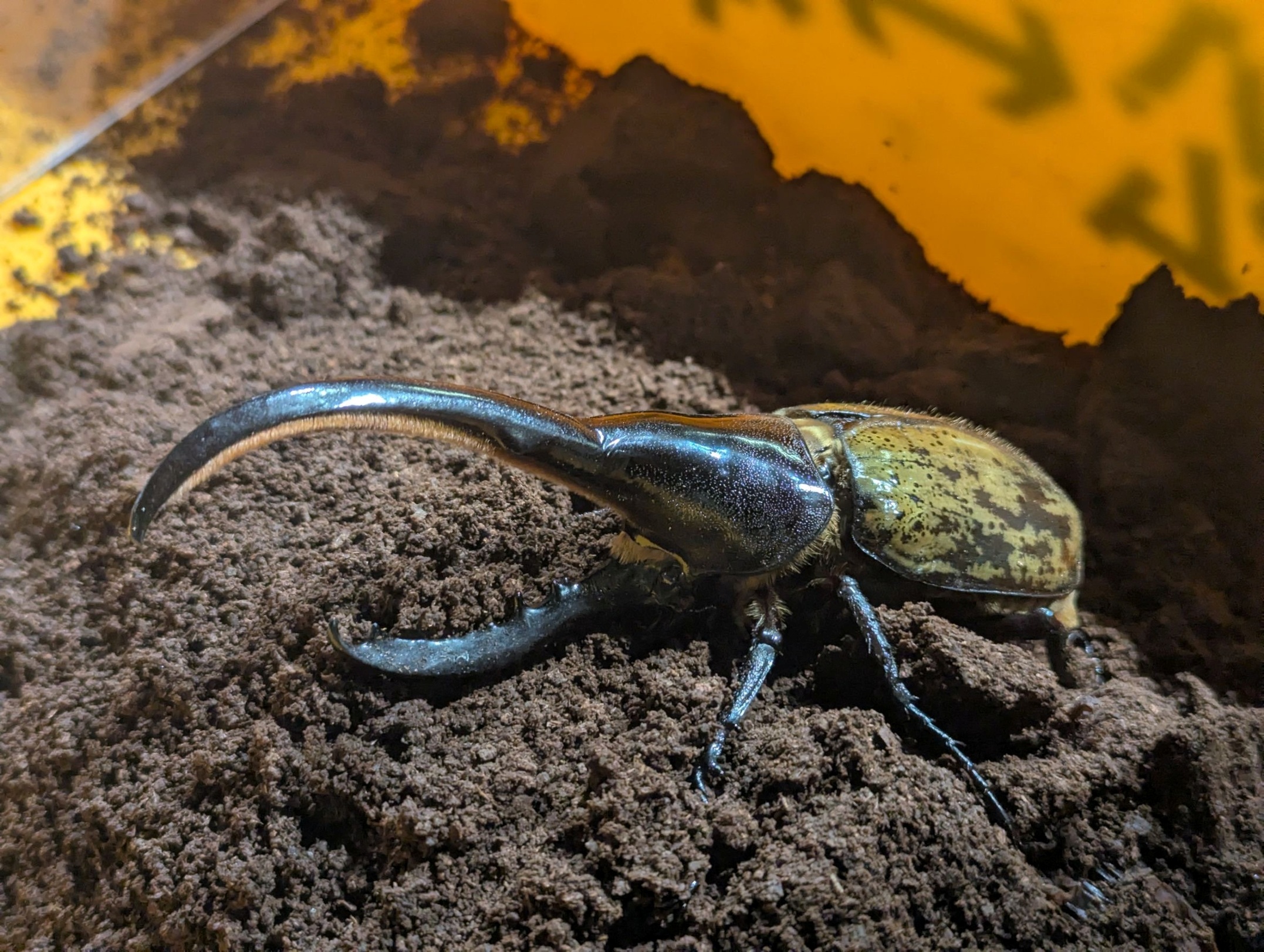 ヘラクレスオオカブト　幼虫⇨成虫への動画撮影成功