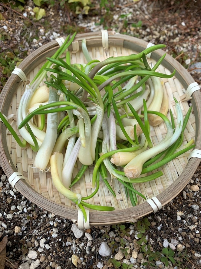 『転入女性のtentenだより』あさつき　春が来ると思い出す懐かしい味