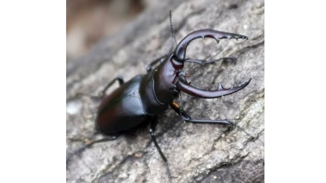 田村のムシムシランド「カブトムシドーム」　８月２３日、今季最終営業日　ノコギリクワガタ当たる！！