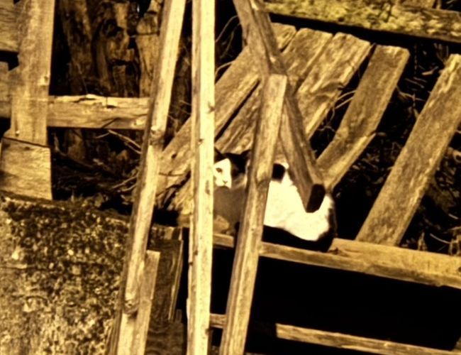 大学生のカナダ日記（３２）　野良猫