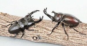 テノール歌手・秋川雅史さん　田村市のカブトムシをモデルに　二科展出品　６年連続入選