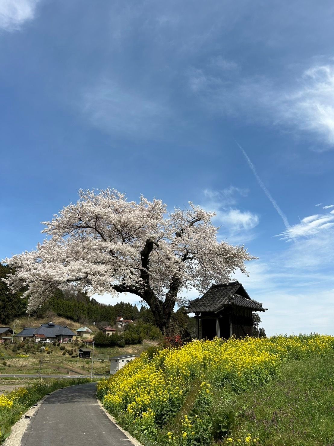 『転入女性のtentenだより』８８の美桜と、私だけの推し桜