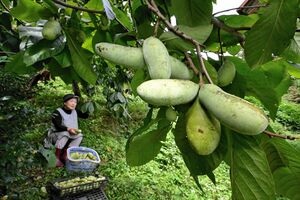 幻の果実「ポポー」収穫最盛期　古殿・岡部さんの畑　「独特の味。一度味わって」