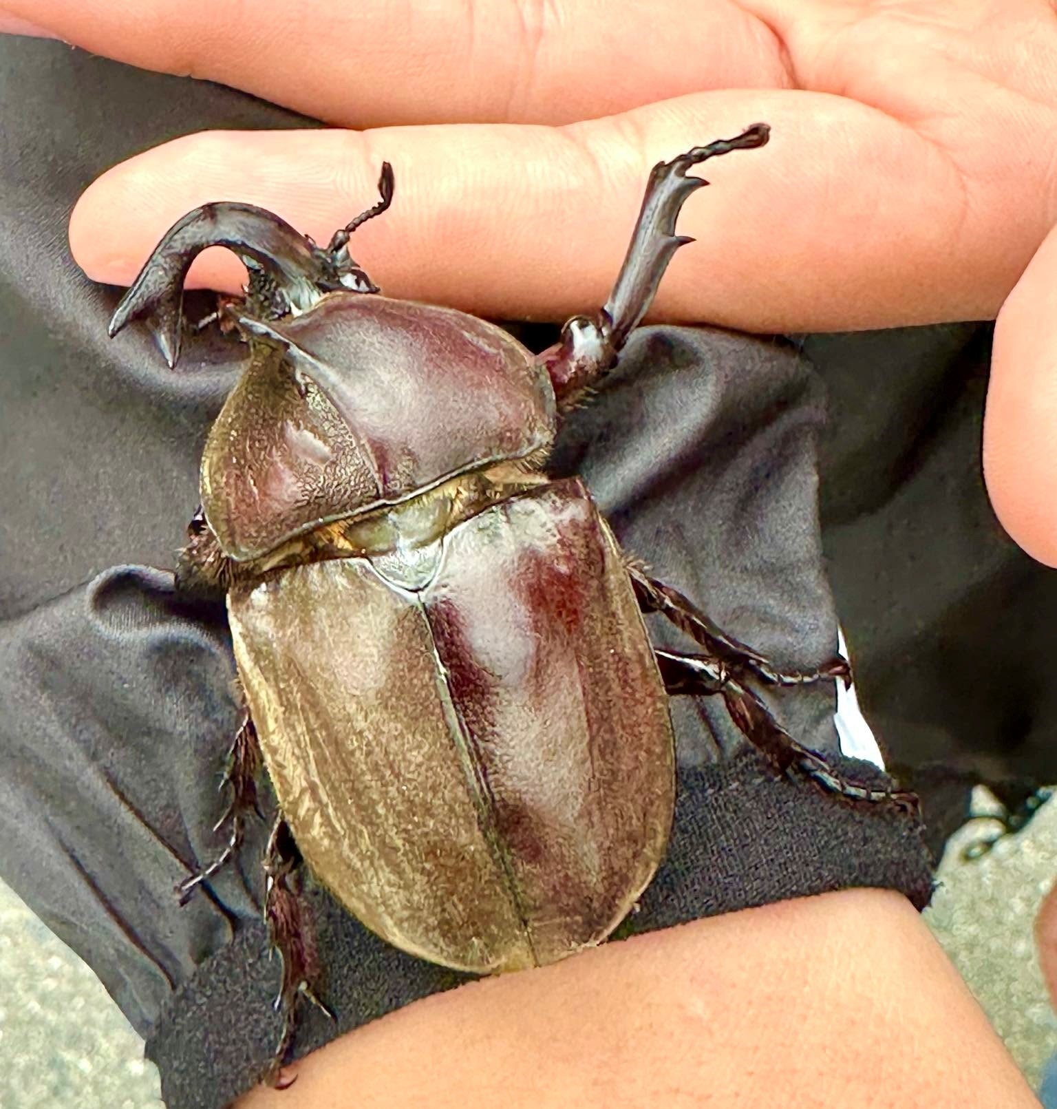「雌雄モザイク」１万匹に１匹？カブトムシ発見　田村市の遠藤さん（常葉小６年）