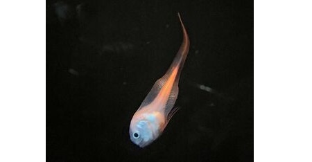 アクアマリンふくしま　国内未確認深海魚を北海道沖で発見　「マグマクサウオ」と命名