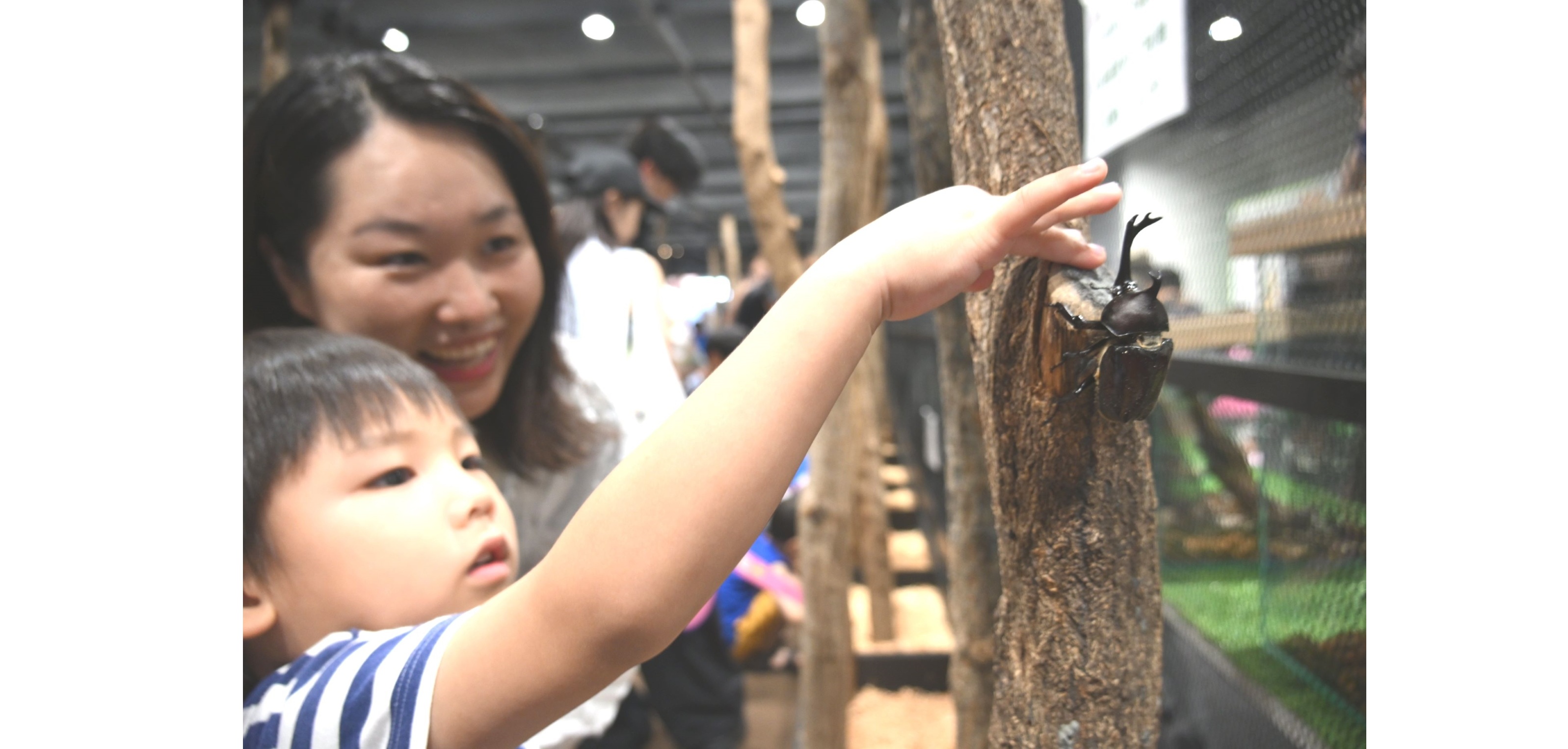 田村育ちカブトムシ　スカイツリーに登場　８月まで「大昆虫展」