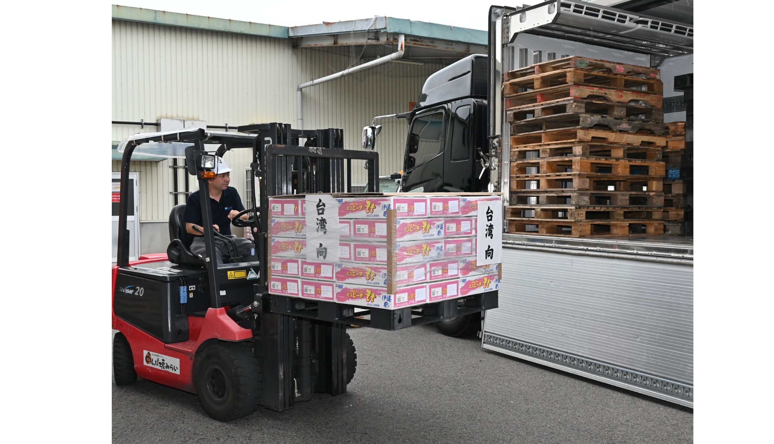 県産モモ、再び台湾へ　１６年ぶり本格輸出　伊達で出荷作業