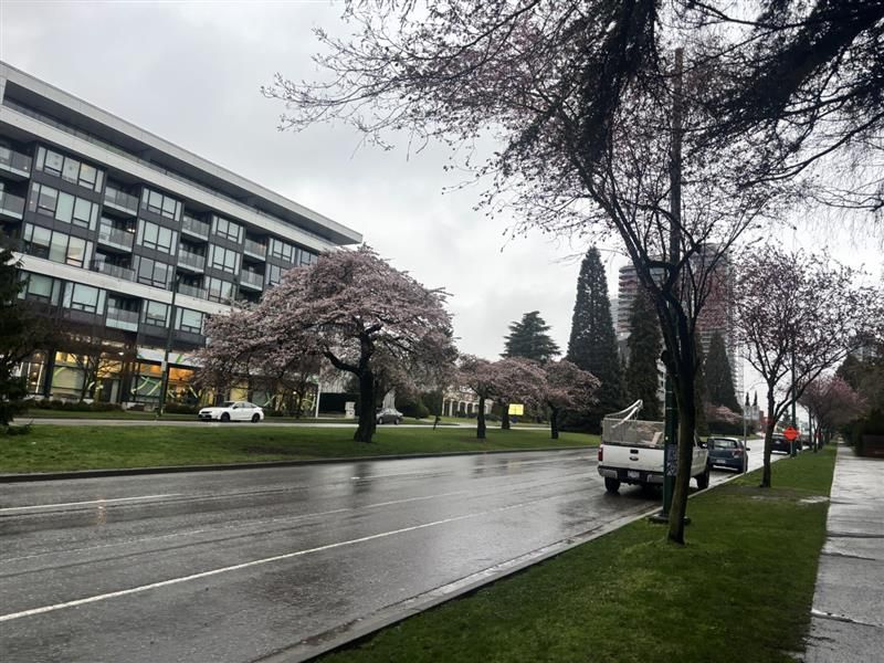 大学生のカナダ日記（４７）　サクラ